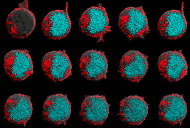 Using cancer's defense mechanism to fight tumors