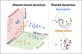 How the brain interprets observation and action