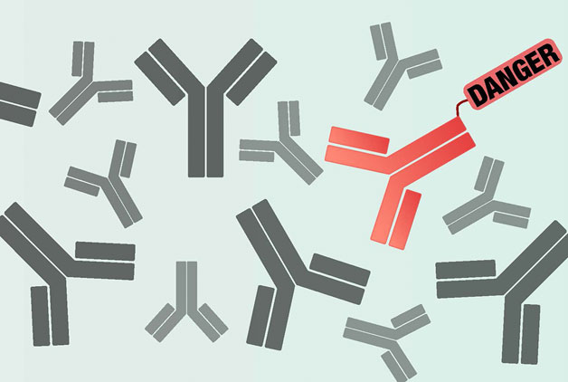 Antibody identifier