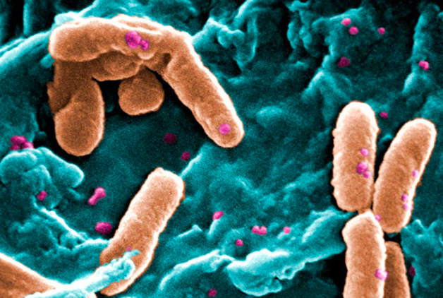 Bacteria never forget