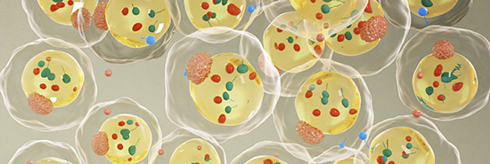 Fat cells are used to deliver drug that suppresses tumor growth in mice
