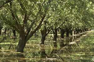 UCLA-led researchers track groundwater loss during drought in California’s Central Valley