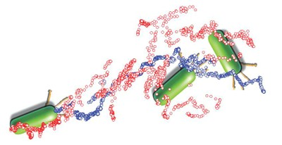 UCLA Study Shows Bacteria Use Batman-like Grappling Hooks to ‘Slingshot’ on Surfaces