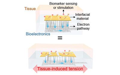 New Implantable, Stretchable Bioelectronics Deliver High Performance Despite Strain