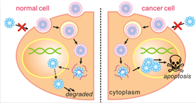 Tiny Capsule Effectively Kills Cancer Cells