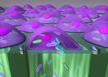 UCLA Researchers Deliver Large Particles into Cells at High Speed