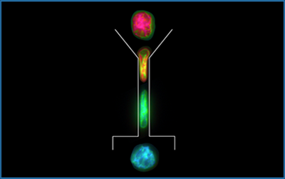 UCLA-led Team Induces Cell Reprogramming Process with Mechanical Squeeze
