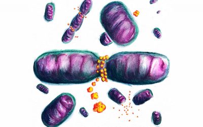 UCLA bioengineers discover mechanism that regulates cells’ ‘powerhouses’