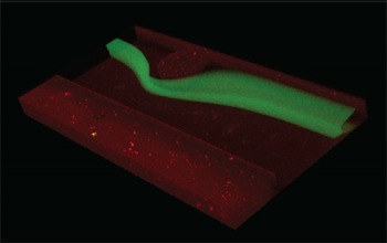 UCLA Bioengineers Simplify Fluid Flows by Removing Complex Math