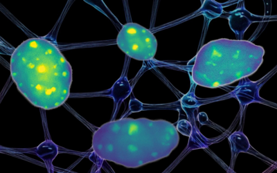 Dynamic and Soft Cell Surroundings Shape Cell Identity