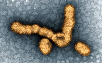 The flu vaccine could get a much-needed boost