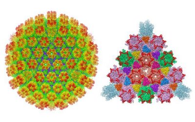UCLA study describes structure of tumor herpes virus associated with Kaposi’s sarcoma