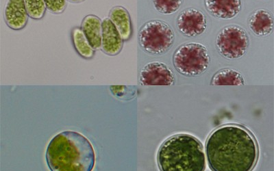 UCLA Engineers Demonstrate Use of Proteins as Raw Material for Biofuels, Biorefining