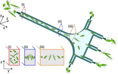 Microalgae Separation Takes Shape