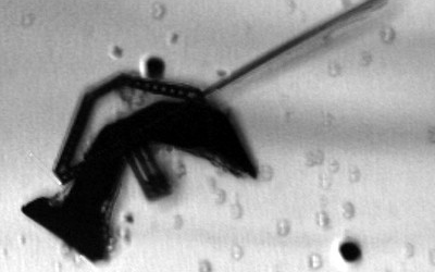 Microbots Made of Living Heart Tissue