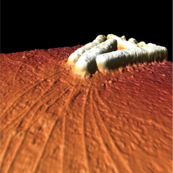 Earthquakes, Glue and Grappling Hooks: Scientists Dissect the Movement of Bacteria