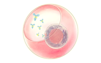 New Study Identifies Genes Linked to High Production of Key Antibody