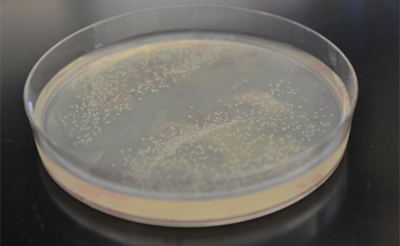 UCLA Engineers Develop New Metabolic Pathway to More Efficiently Convert Sugars Into Biofuels