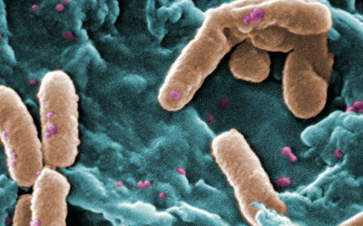 Bacteria build communities using chemical signals comparable to radio waves