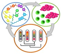 UCLA Researchers Eliminate Major Roadblock in Regenerative Medicine