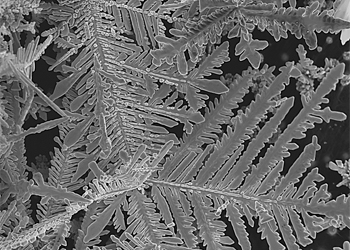 Best SEM Image Contest 2015