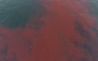 UCLA Researchers to Conduct First Pink Dye Tracer Experiment at Santa Monica Breakwater