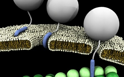 UCLA Study Shows Cell-Penetrating Peptides for Drug Delivery Act Like a Swiss Army Knife
