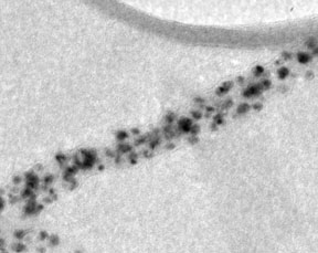 UCLA Engineering Researcher Uses Plant Virus to Create Memory Chip