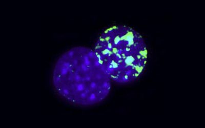 UCLA Bioengineers Show Key Step Toward Efficient and Nonrandom Cell Reprogramming