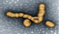 Got the flu? We’re working on a more effective flu vaccine
