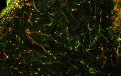 UCLA researchers demonstrate new material that could aid body’s cellular repair process