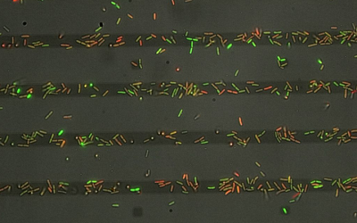 New Research Uncovers How Bad Bacteria Know Where to Cluster and Cause Infection