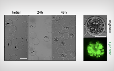 UCLA Researchers Develop Novel Microscopic PicoShell Particles