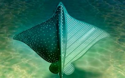UCLA Bioengineering leads development of stingray-inspired soft biobot